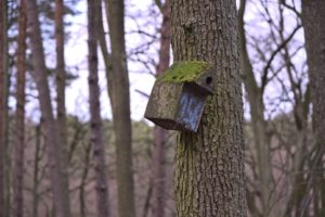 Ohne Moos nichts los